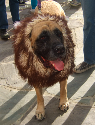 dog dressed as lion king for halloween